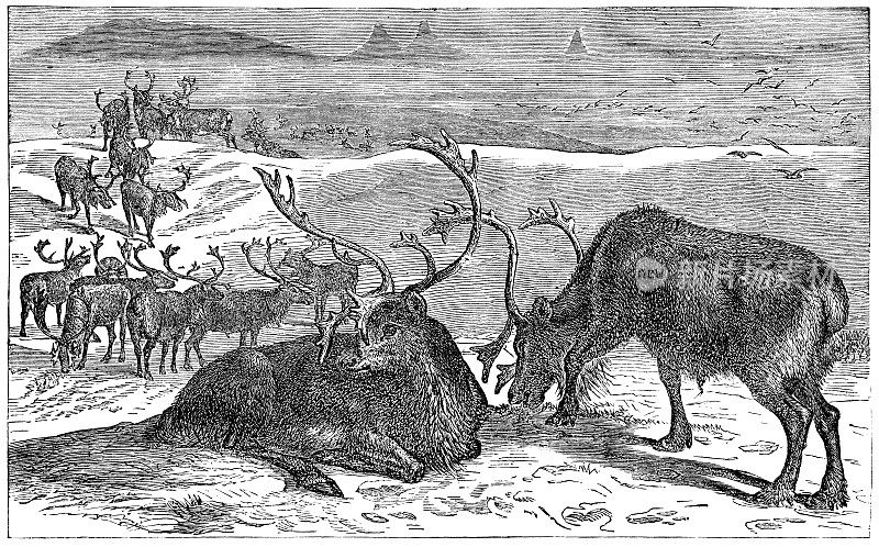 驯鹿群或北美驯鹿在西北地区，加拿大- 19世纪